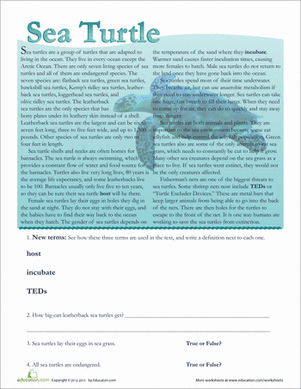 Sea Turtle Facts