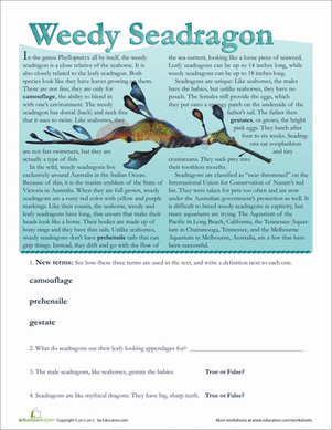 Weedy Sea Dragon Facts