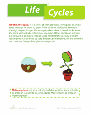 Life Cycles