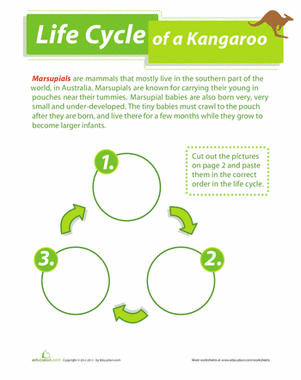 Life Cycle of a Kangaroo