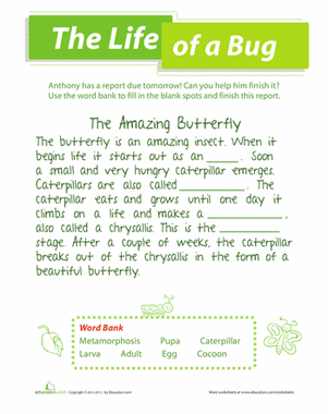 Bug Life Cycle