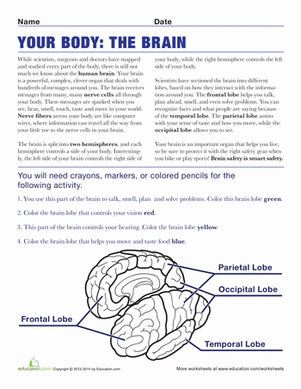 Brain Anatomy