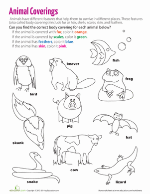 Body Coverings of Animals