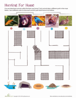 Where Do Animals Live?