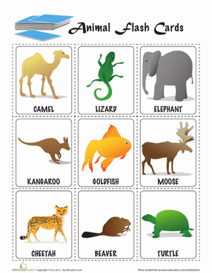 Animal Flashcards