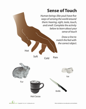 5 Senses: Touch Matching