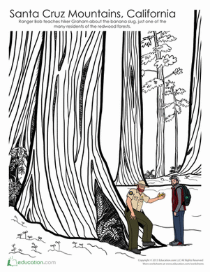 Santa Cruz Redwoods Coloring Page