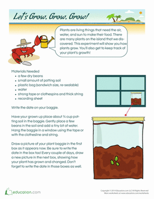 Grow a Bean Plant