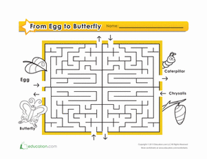 Insect Maze