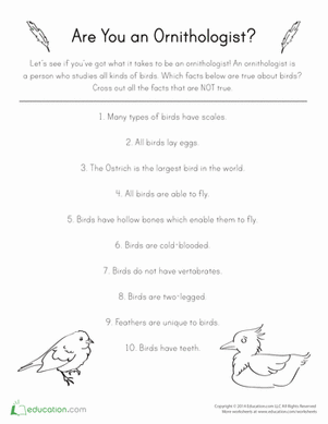 Bird Brained