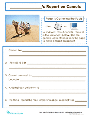 Animal Report: Camel