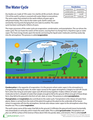 What Is the Water Cycle?