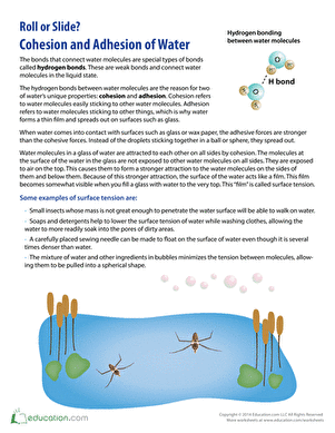 Cohesion and Adhesion of Water