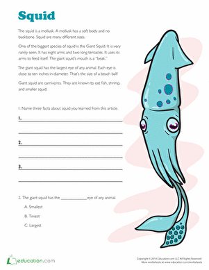 Facts About Squid