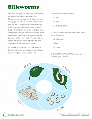Silkworm Facts