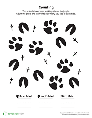 Counting Animal Prints