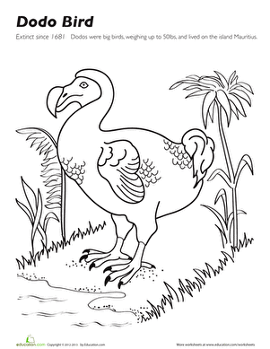 Dodo Bird
