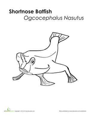 Shortnose Batfish Coloring Page