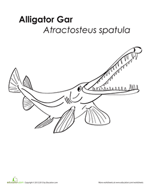 Alligator Gar Coloring Page