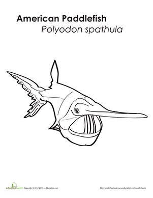 American Paddlefish Coloring Page