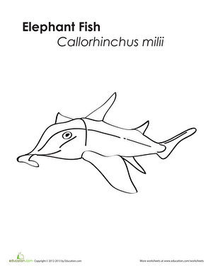 Elephant Fish Coloring Page