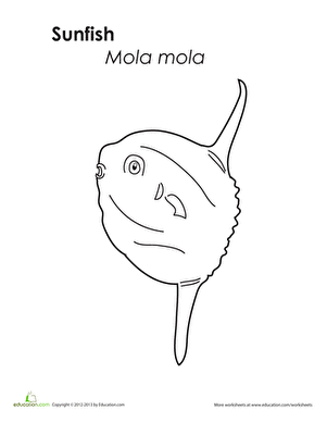 Sunfish Coloring Page