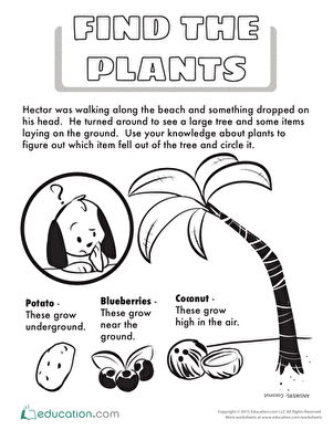 Find the Plants