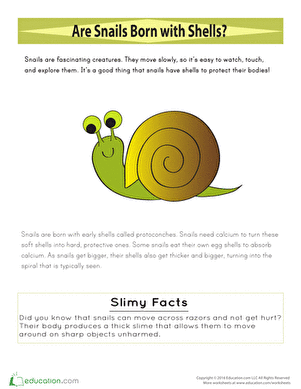 Snail Race: Measurements