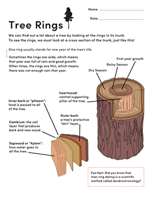Tree Rings